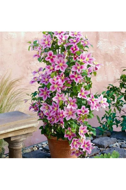 Ціна Клематіс Піілу